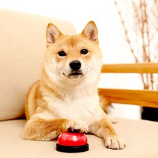 강아지 고양이 훈련벨 버튼 간식벨 번역기 운동 놀이기구, 색상랜덤