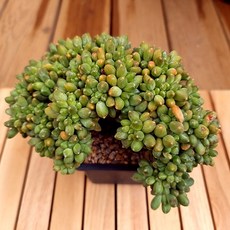 추천9다육이키우는법