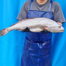 신안 손질 민어 구이 찜 탕 원물 2kg 내외 1미 대 사이즈 제수용 제사용 생선, 1개, 원물 2kg 내외 (1미)