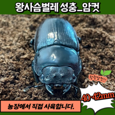 톱사슴벌레암컷