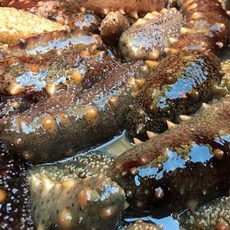 산지직송 통영 자연산 해삼 500G 1KG, 2kg
