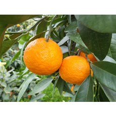 카라향 산지직송 선물용 3kg 제주 가정용, 3kg(가정용 10-25과)