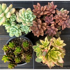 추천3다육이종류