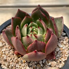 런던라이팅뫼비우스