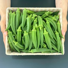 100% 국내산 충남당진 당일수확 아삭달큰 생 오크라 Okra 1kg