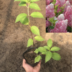 바닐라프레이즈