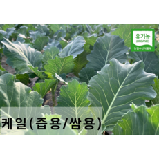 친환경 유기농 케일 (즙용/쌈용)새벽수확 산지직송, 즙용1kg, 1박스
