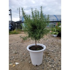 로즈마리대품