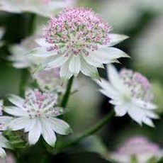 아스트란티아 Astrantia 씨앗 10립, 1개