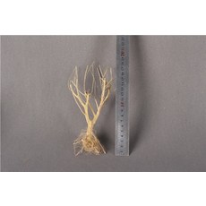어항꾸미기 백스크린 수족관 탱크 장식품 10-30cm 장식 나무 자연 drytrunk 유목 나무 수조 배경 식물 그루터기 뻐꾸기 뿌리 이끼 나무 장식, 15-20cm, 15-20cm, 1개
