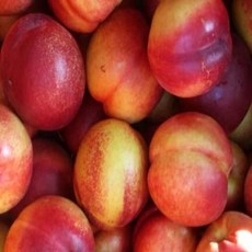 레드골드복숭아