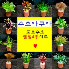 키우기쉬운 초보자용 랜덤포트수초 4종세트