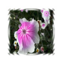c5d114ea72883f68f469a8dc6f0e906f070049333b4f44b9007b833203d4.png