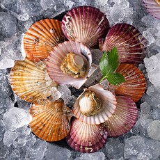 신선푸드 제철맞은 남해 홍가리비, 1개, 2kg(50미내외)
