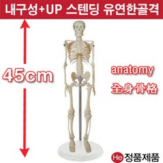 He 미니전신골격모형45cm 3001GG 인체모형 척추모형 치아모형 인체해부, 1개