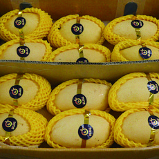 제주도애플망고농장