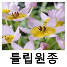 튤립원종 야생튤립 구근 삭사틸리스 40개묶음