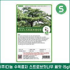 수목종자 스트로브 잣나무씨앗 5g 잣나무종자, 단품