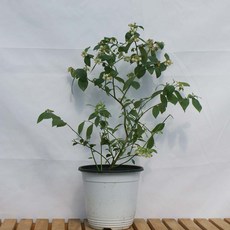 블루베리 묘목 나무 모종 화분 재배 키우기 결실주 유실수