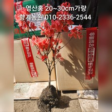 철쭉 묘목(영산홍 자산홍 백철) 30~40cm가량판매, 20주, 영산홍