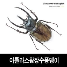 아틀라스장수풍뎅이 표본 [L16-18] Chalcosoma atlas keyboh, 65-69mm, 1개