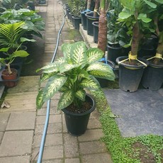 디펜바키아 트리픽스 중대품 50~70cm 249