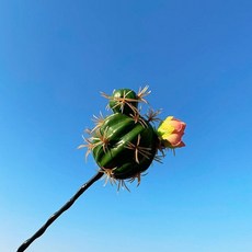 뉴카렌스안테나