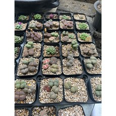 맘코노 TOP01