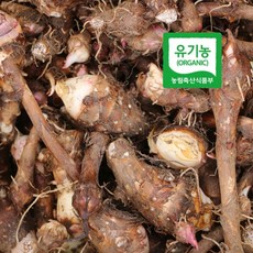 왕토란 종자 종근 국산 타로토란, 10개, 보라색 왕토란 종근(소)
