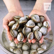 프레시데이 [단골농장] 서해안 고창 갯벌 해감된 동죽 조개 물총조개, 9kg, 1개