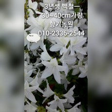 노랑철쭉묘목