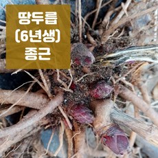 땅두릅 묘목 독활 바로 수확하는 6년생 종근(모종) 5구 10구 20구