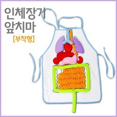 인체 심장 모형(1대1) R RTS