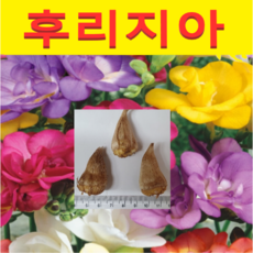 (U)프리지아 푸리지아프리지어(구근)10개(색상랜덤)