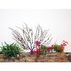챔프 블랙씨펜 (중) 15-20cm내외 소라게 용품