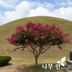 목백일홍분재