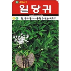 AR 일당귀 씨앗 중포장 약초 씨앗 1800립, 1개