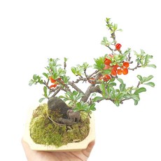 석부작