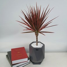 레인보우마지나타