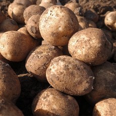 강원도 평창 두백 감자 3kg 5kg 10kg 2020년 11월 수확 평창 봉평 생산 햇감자 분감자, 두백감자(대) 3kg