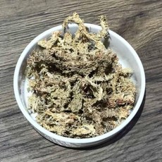 박쥐란