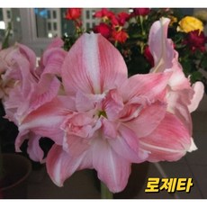 마샬리아