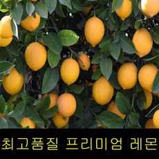 레몬청만들기