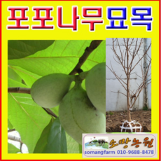 (D성모)포포나무(뽀뽀나무) 3년생(분) 1그루 결실주