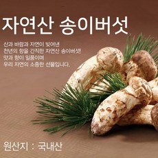 23년수확 양양 자연산(냉동) 송이 버섯, 500g (특품2), 1개