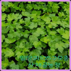 당귀모종