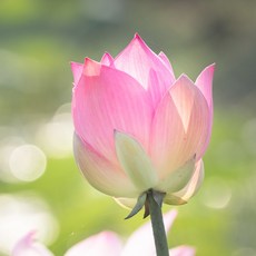 프랑스와즈호호바오일