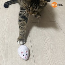 헥스버그마우스