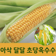 손질초당옥수수