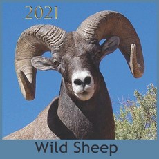 Wild Sheep: 2021 Wall & Office Calendar 12 Month Calendar Paperback, Independently Published